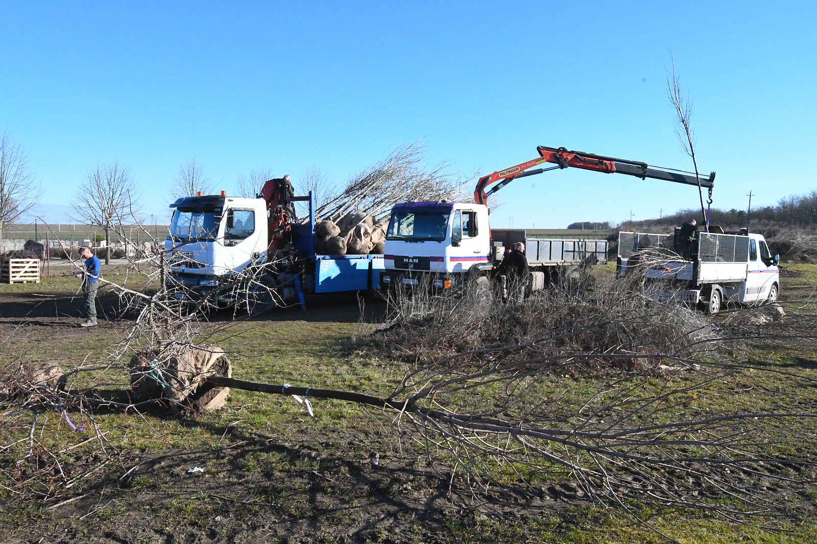 Városszerte elkezdődtek a tavaszi faültetések Székesfehérváron